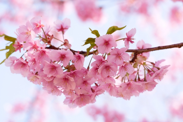 桜