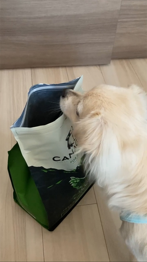 カナガンドッグフードの匂いをかぐ犬