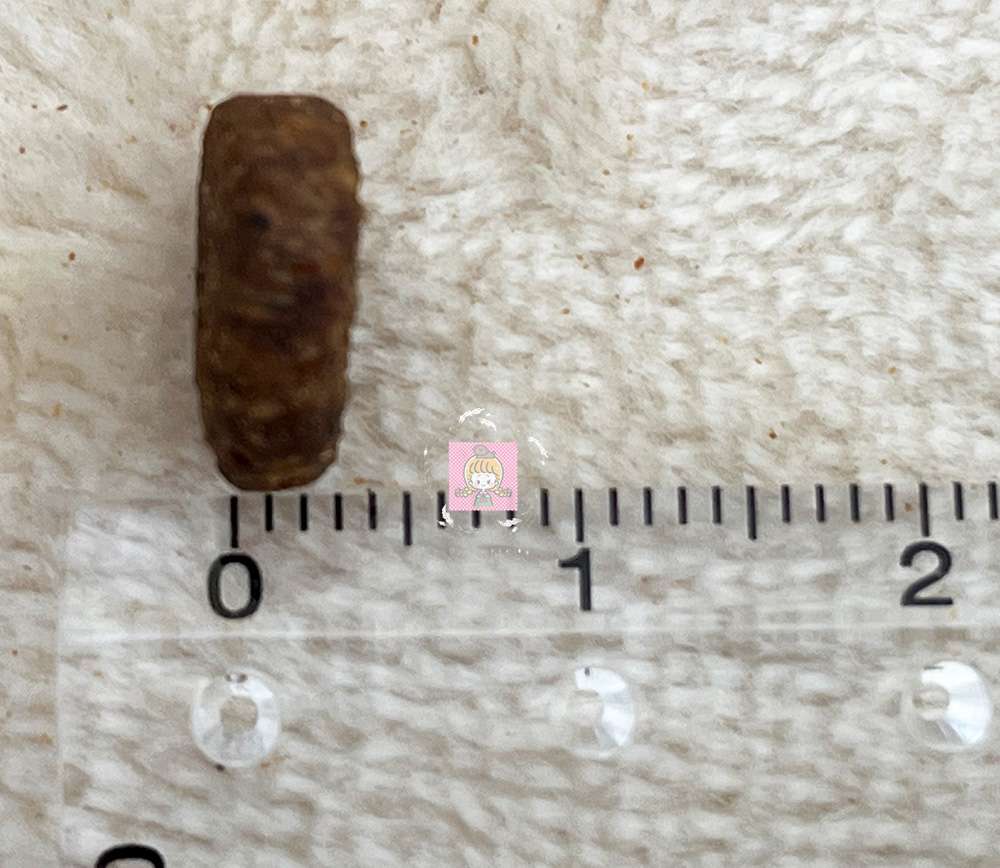 モグワンドッグフードの粒の厚み