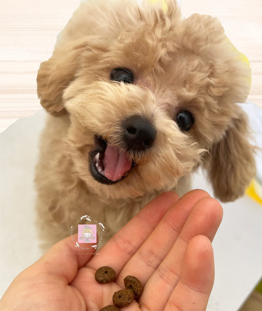 満面の笑みの犬