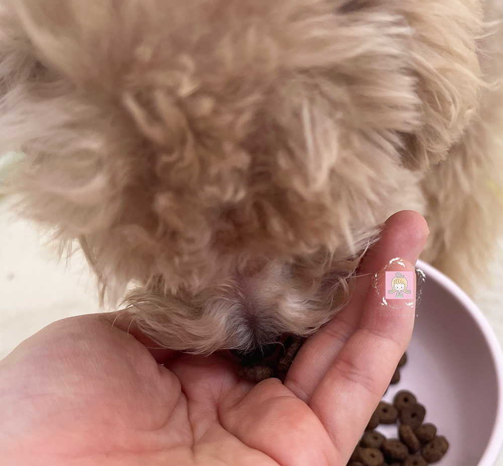 モグワンドッグフードを食べる犬