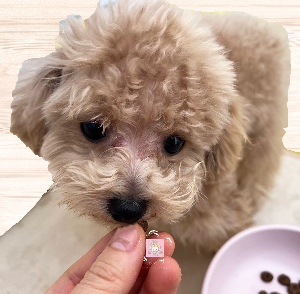 モグワンドッグフードのにおいを嗅ぐ犬