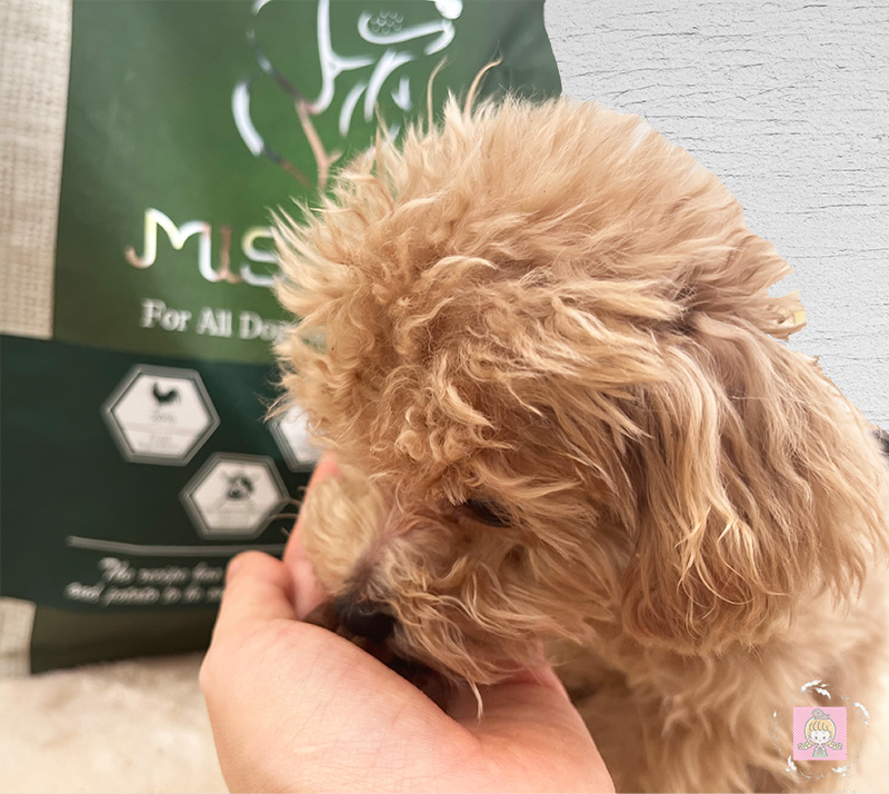 ミシュワンドッグフードを食べるルイ