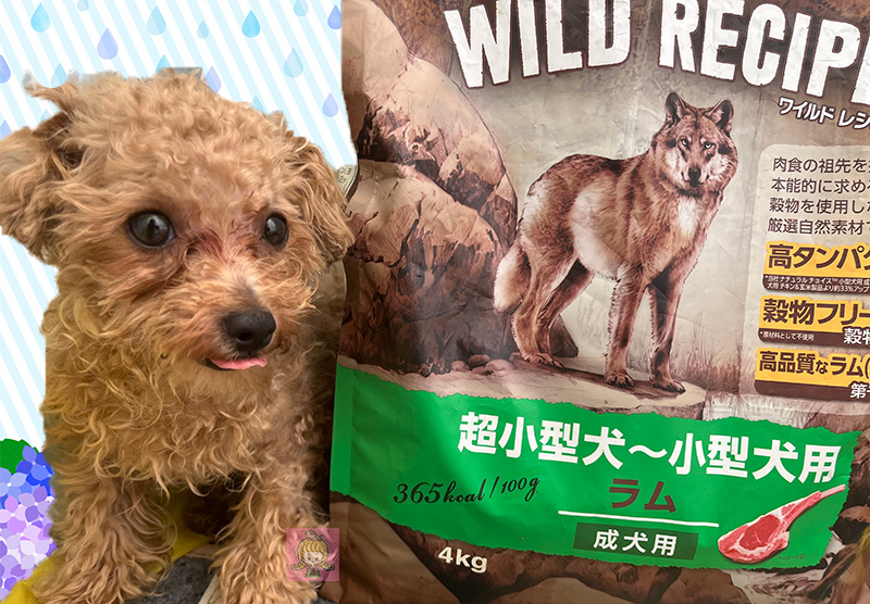 ワイルドレシピとルイ