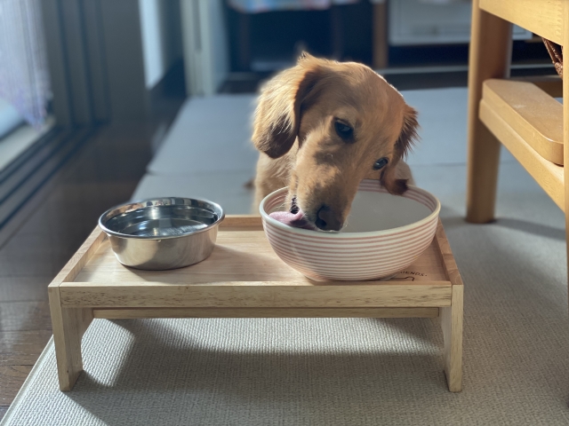 ドッグフードを食べている犬