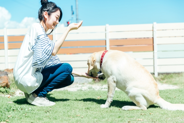 犬にドッグフードを与える女性