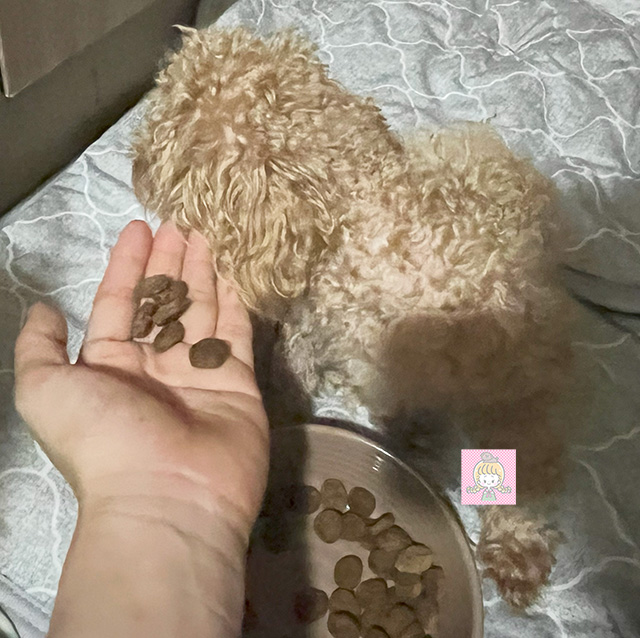 ルイにアカナクラシック プレイリーポートリーレシピを与えているところ。
