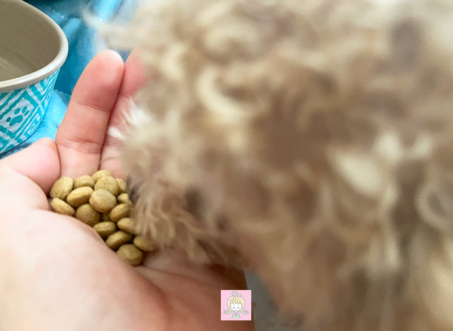 おさかなを食べるルイ